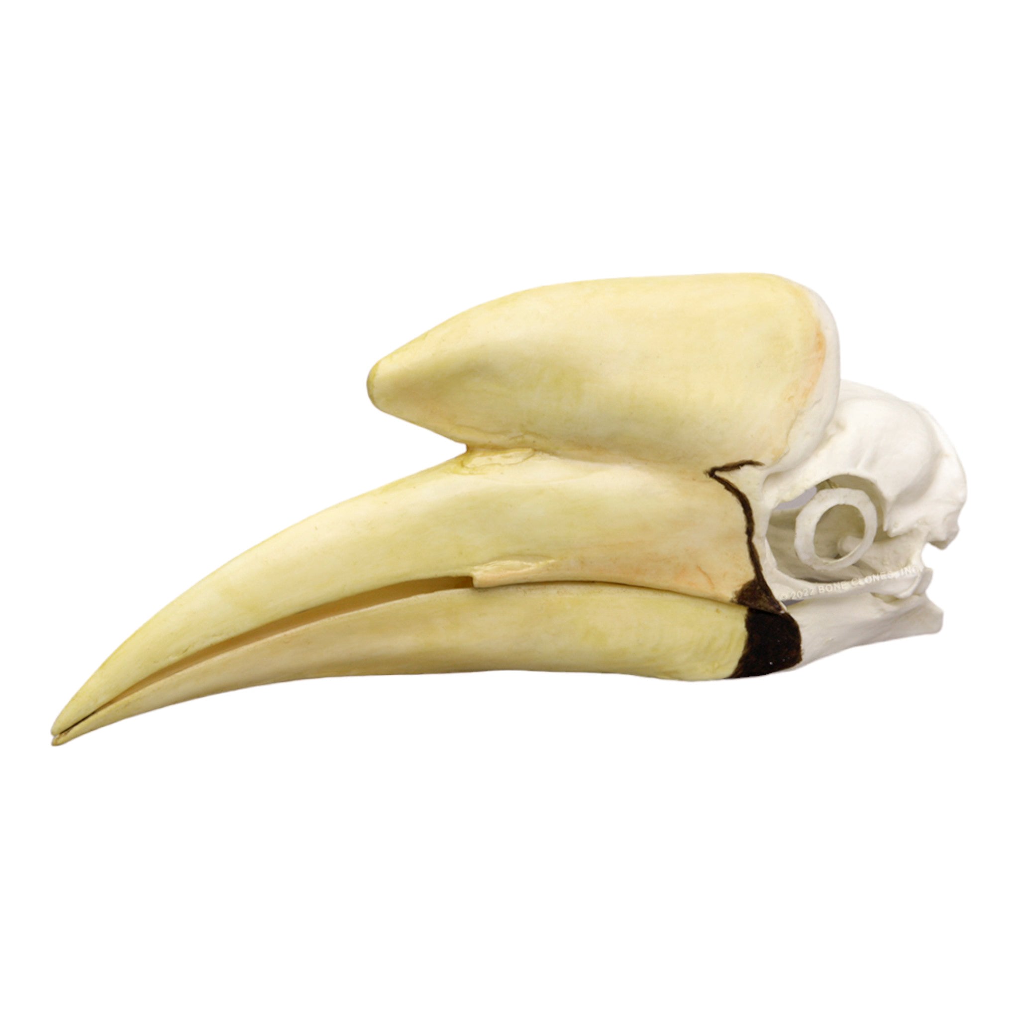 Black Hornbill Skull Replica - Realistic Decorative Skull for Home Decor, Gothic Display, Halloween Props, and Taxidermy Art