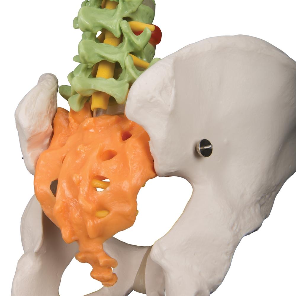 Didactic Flexible Spine Model - Anatomical Human Vertebral Column for Medical Education & Training | Perfect for Classrooms, Labs & Chiropractic Studies