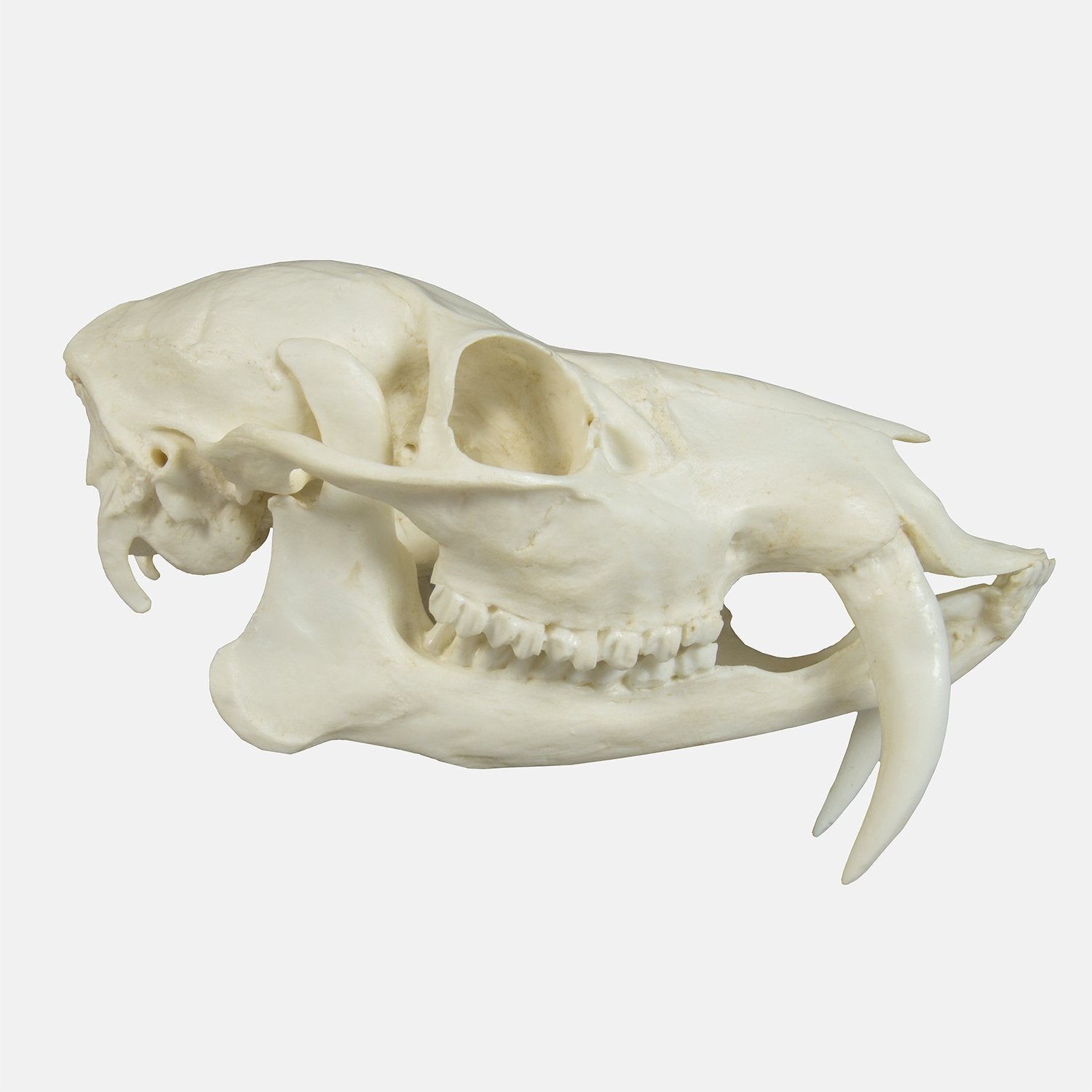 Authentic Replica Chinese Water Deer Skull - Lifelike Animal Skull Decor for Home, Office & Gothic Collections | Perfect for Halloween, Taxidermy Displays & Unique Gifts