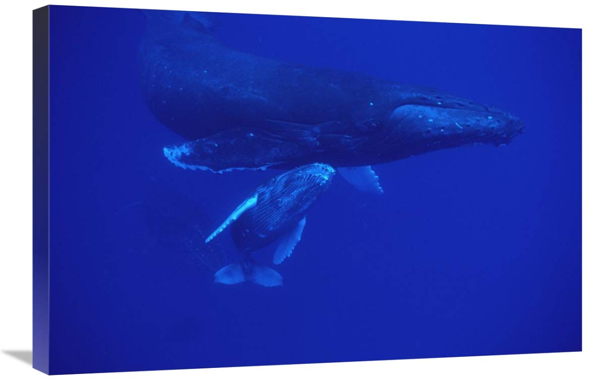 20 x 30 Inch Humpback Whale Art Print - Friendly Mother & Calf with Male Escort in Maui Hawaii - Flip Nicklin Photography - Perfect for Ocean Themed Home Decor, Beach House Wall Art, or Whale Lover's Gift