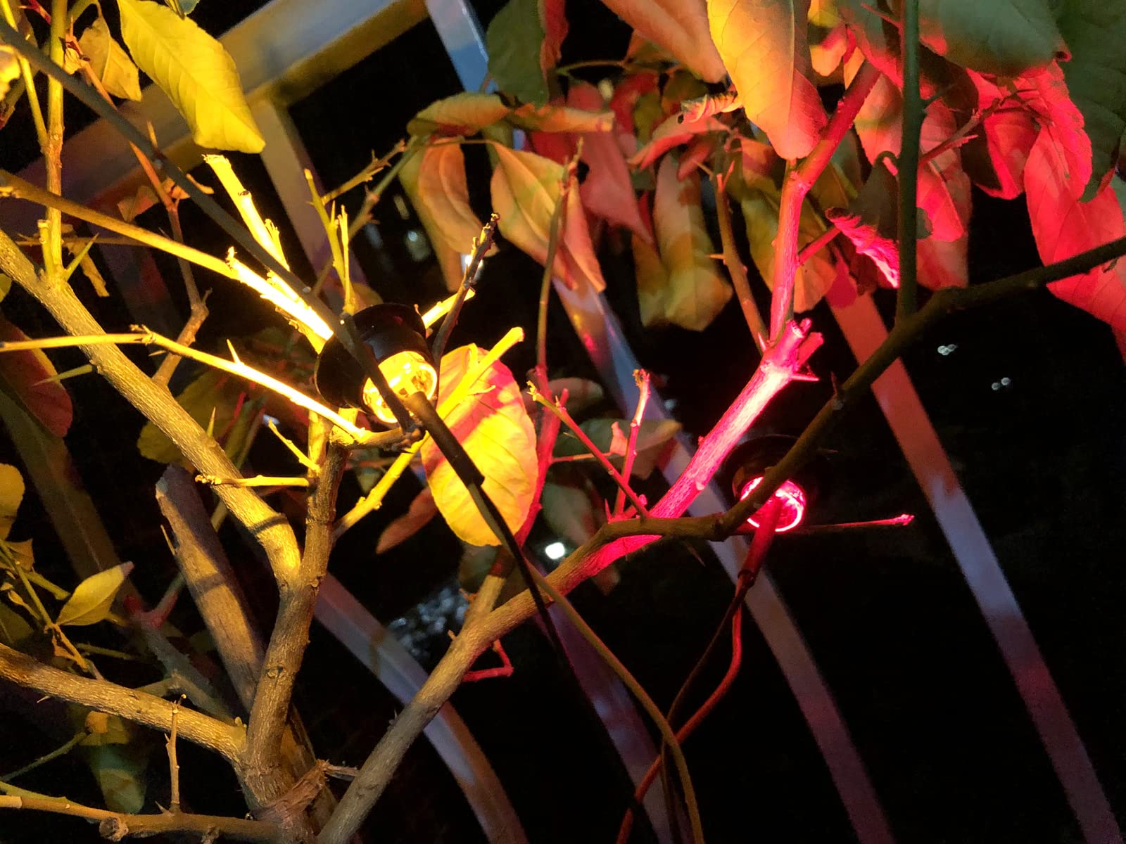50Pcs Amber 3-LED 12V 3/4