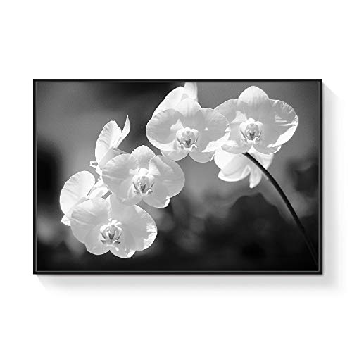 Black02-h01