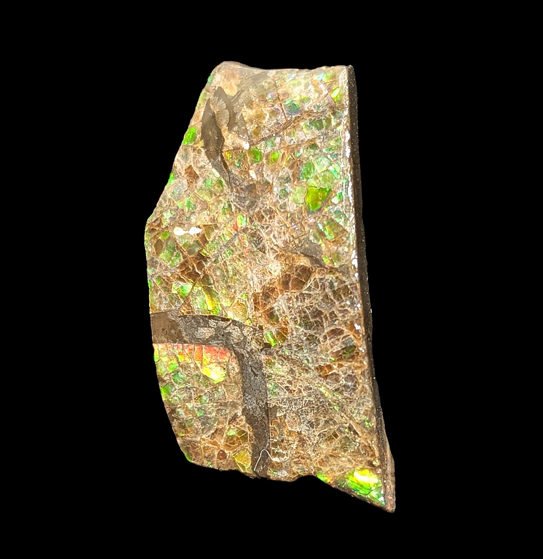 Natural Ammolite Gemstone Fragment - Rare Iridescent Fossil Shell Jewelry Making Supply for Necklaces, Rings & DIY Crafts