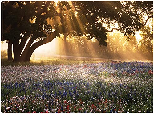 Morning Meadow Sunrise