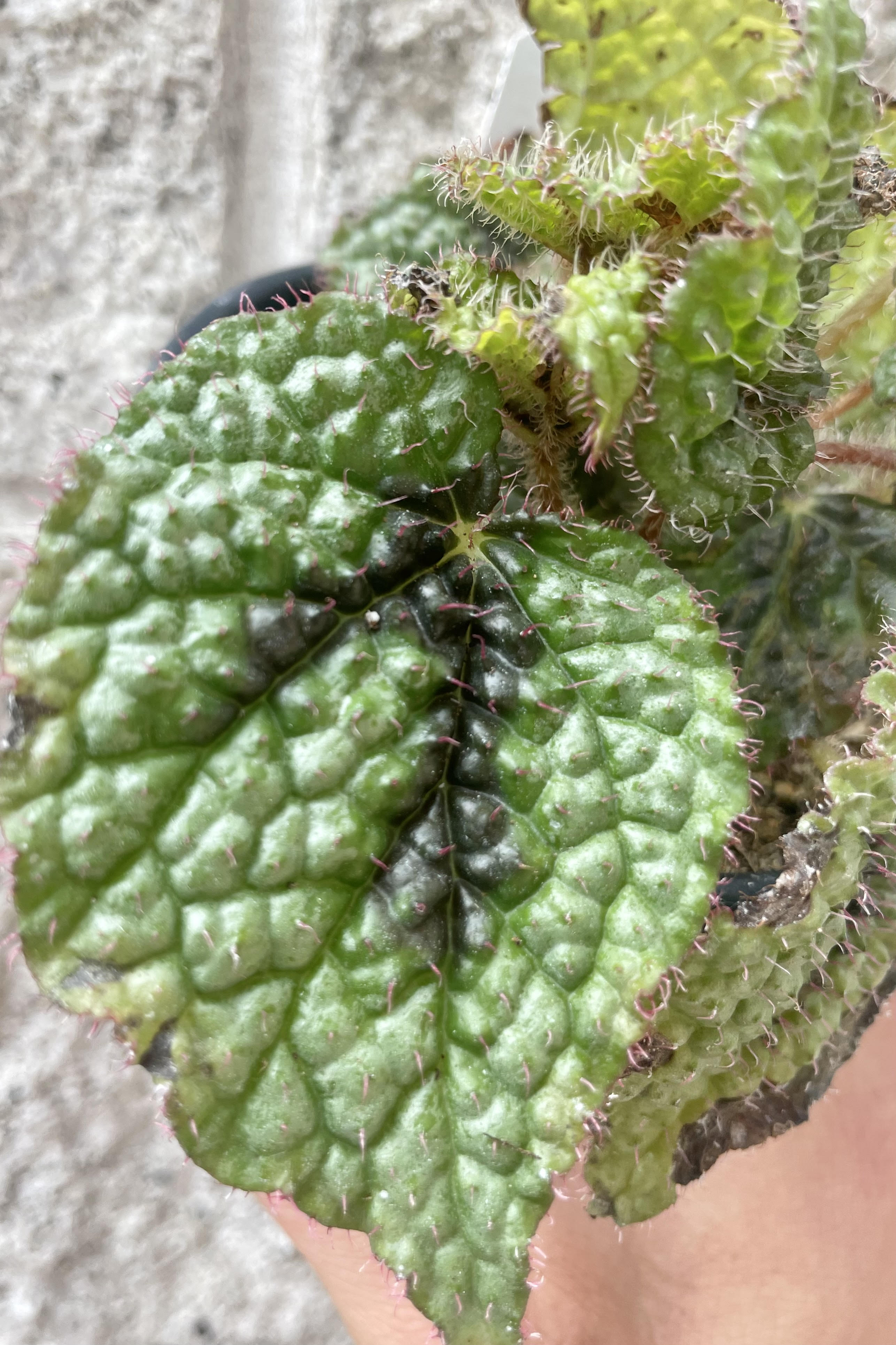 Iron Cross Begonia Masoniana 4