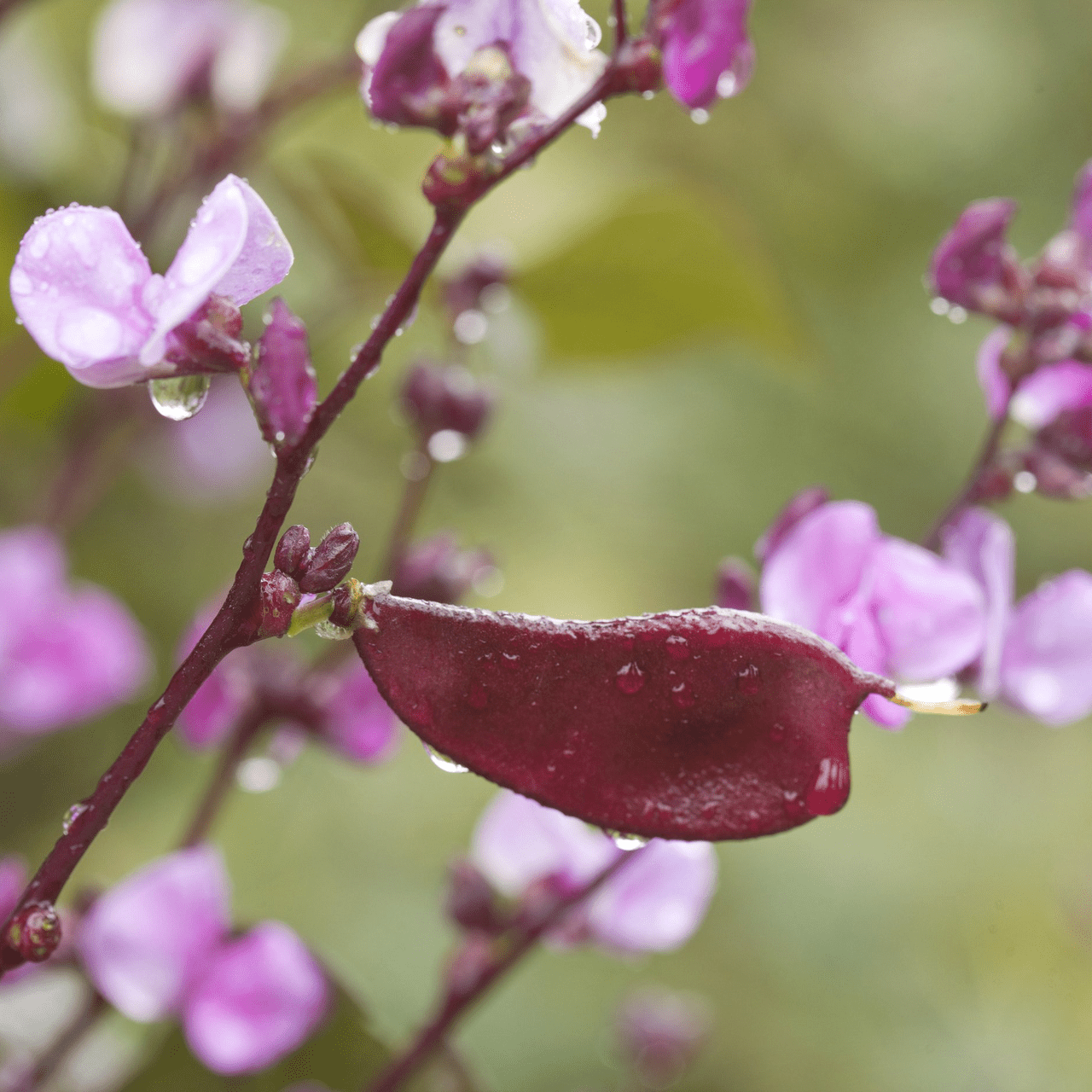 Hyacinth Bean Seeds (Dolichos lablab) - Organic, Non-GMO, Fast-Growing Vine Seeds for Home Garden, Vertical Gardening & Edible Landscaping