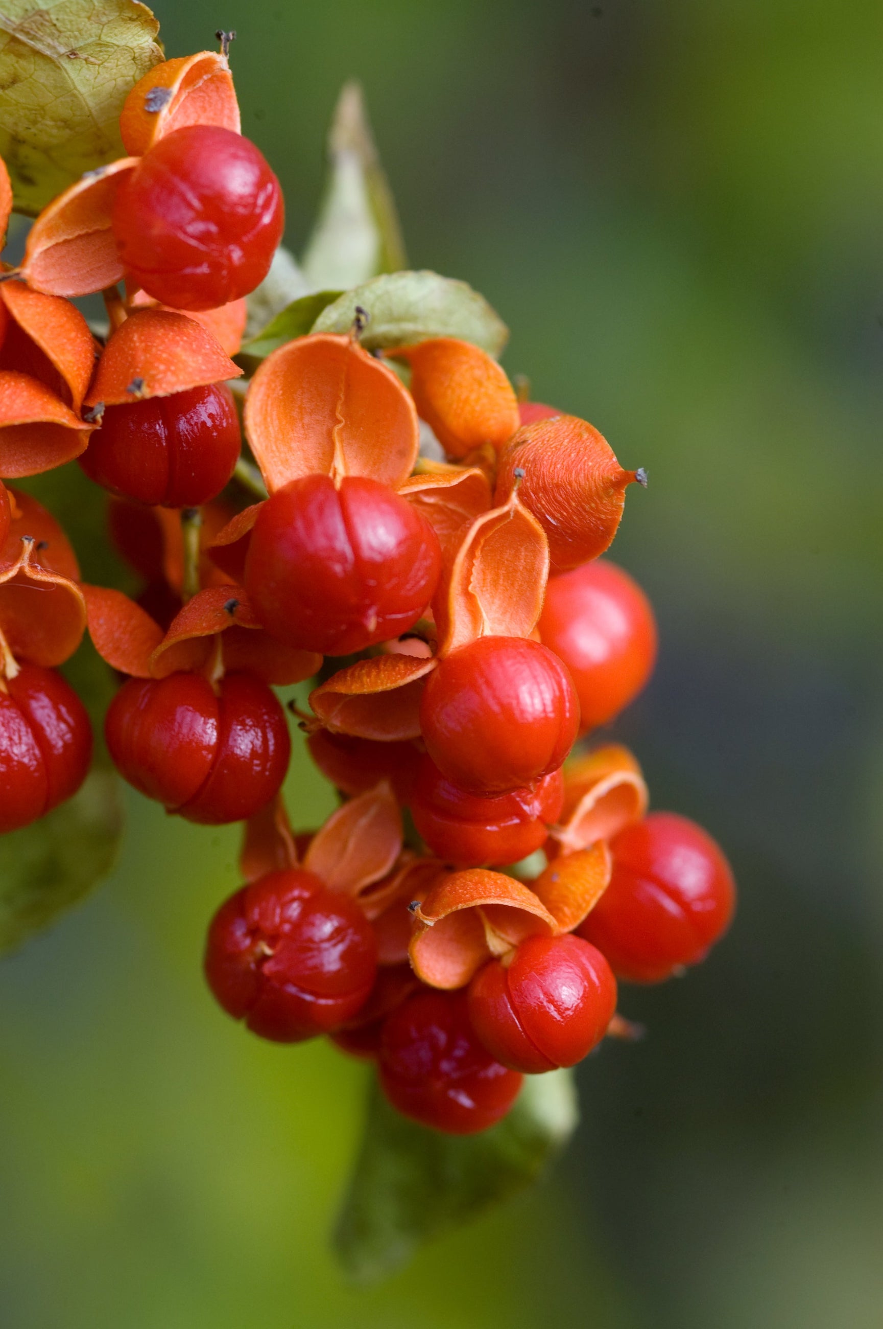 Celastrus Scandens 'Autumn Revolution' - Climbing Bittersweet Vine for Fences & Trellises | Fast-Growing Ornamental Plant for Fall Color & Winter Interest
