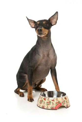 Ink'd Up Dog Bowl - Durable Pet Feeding Dish with Legendary Print for Tough Pups - Perfect for Large Breed Dogs & Outdoor Use