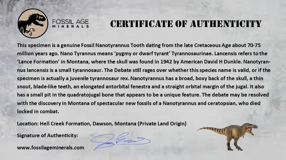 Authentic 0.6