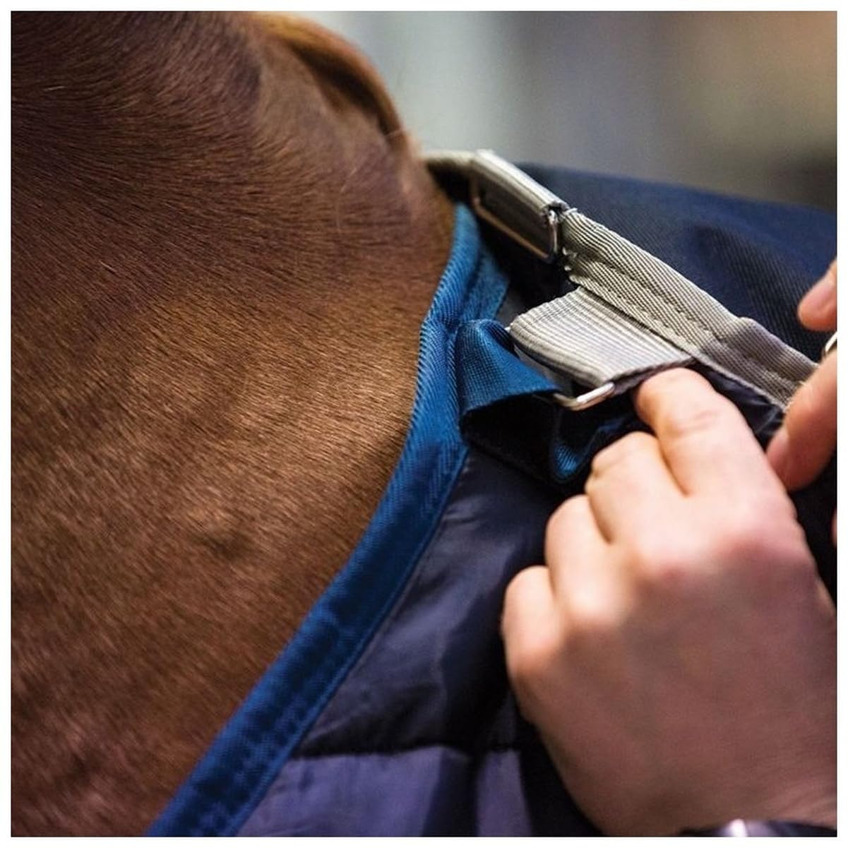 Horseware 300g Blanket Liner - Lightweight Horse Sheet for Cool Weather Riding & Stable Use
