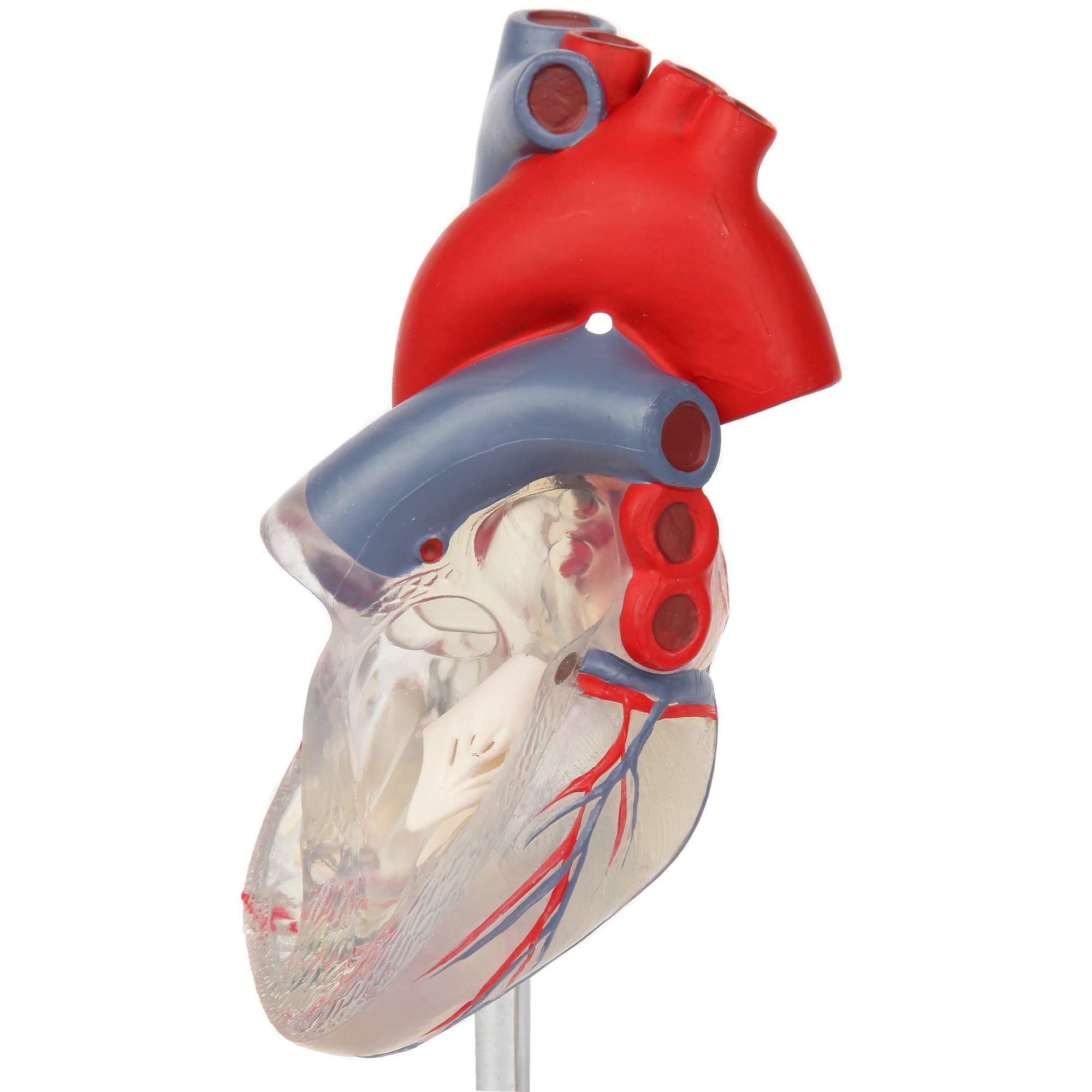 Axis Scientific Transparent 2-Part Deluxe Life Size Human Heart Model with Magnetic Assembly & Display Base - Perfect for Medical Education, Anatomy Study, and Classroom Demonstrations