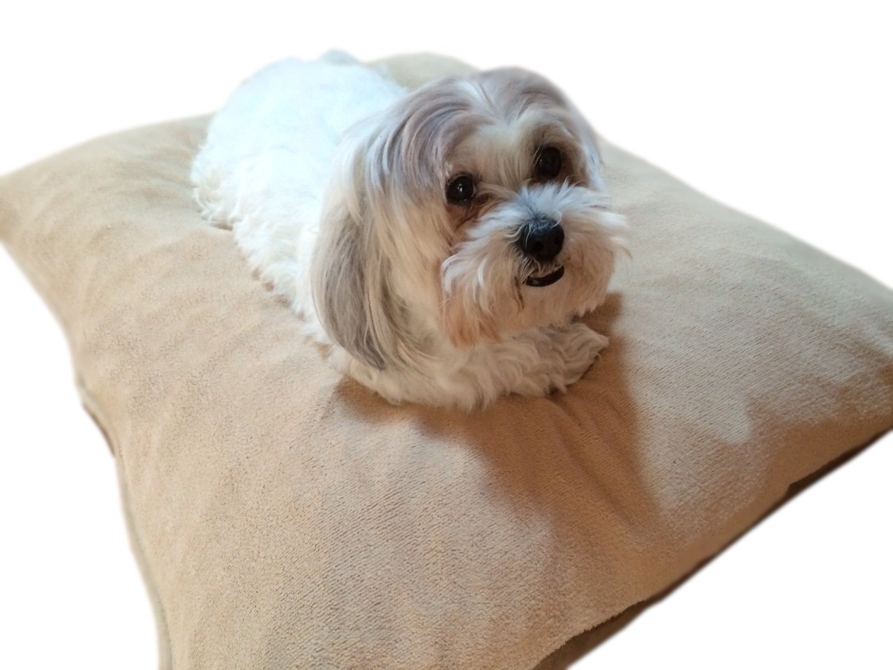 Durable Memory Foam Dog Bed with Waterproof Cover - Comfort for S/M/L Dogs (Beige, 47