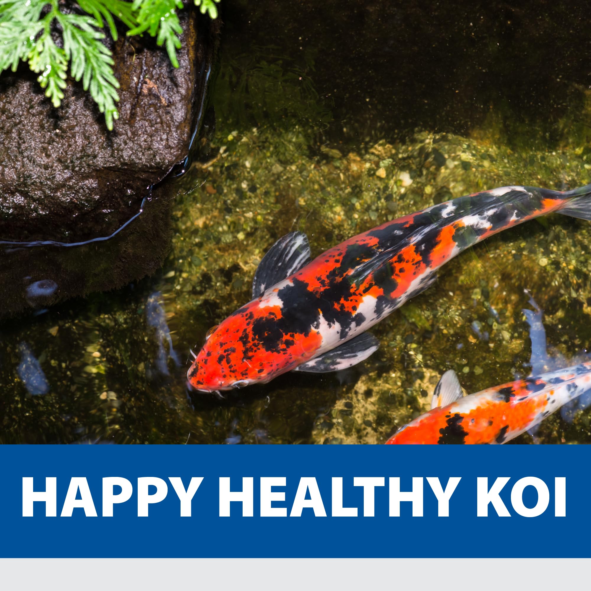 The Pond Guy KoiGrower Automatic Pond Fish Food Dispenser - Solar, Battery & AC Powered Koi Pellet Feeder with 5 Gallon Capacity - Perfect for Outdoor Koi Ponds & Water Gardens