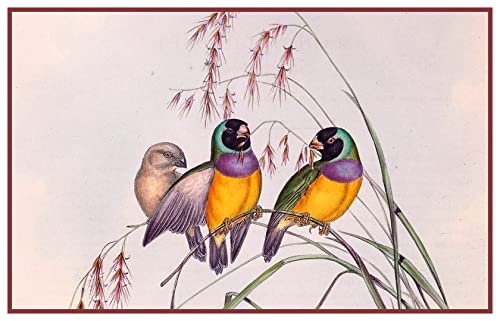 Pair Birds Gouldian Finches Naturalist John Gould Counted Cross Stitch Pattern