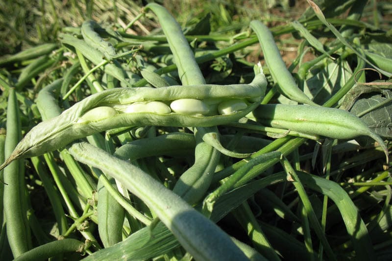 Rancho Gordo Premium Flageolet Beans 1 lb | Organic Heirloom French Green Beans | Perfect for Soups, Stews & Healthy Side Dishes