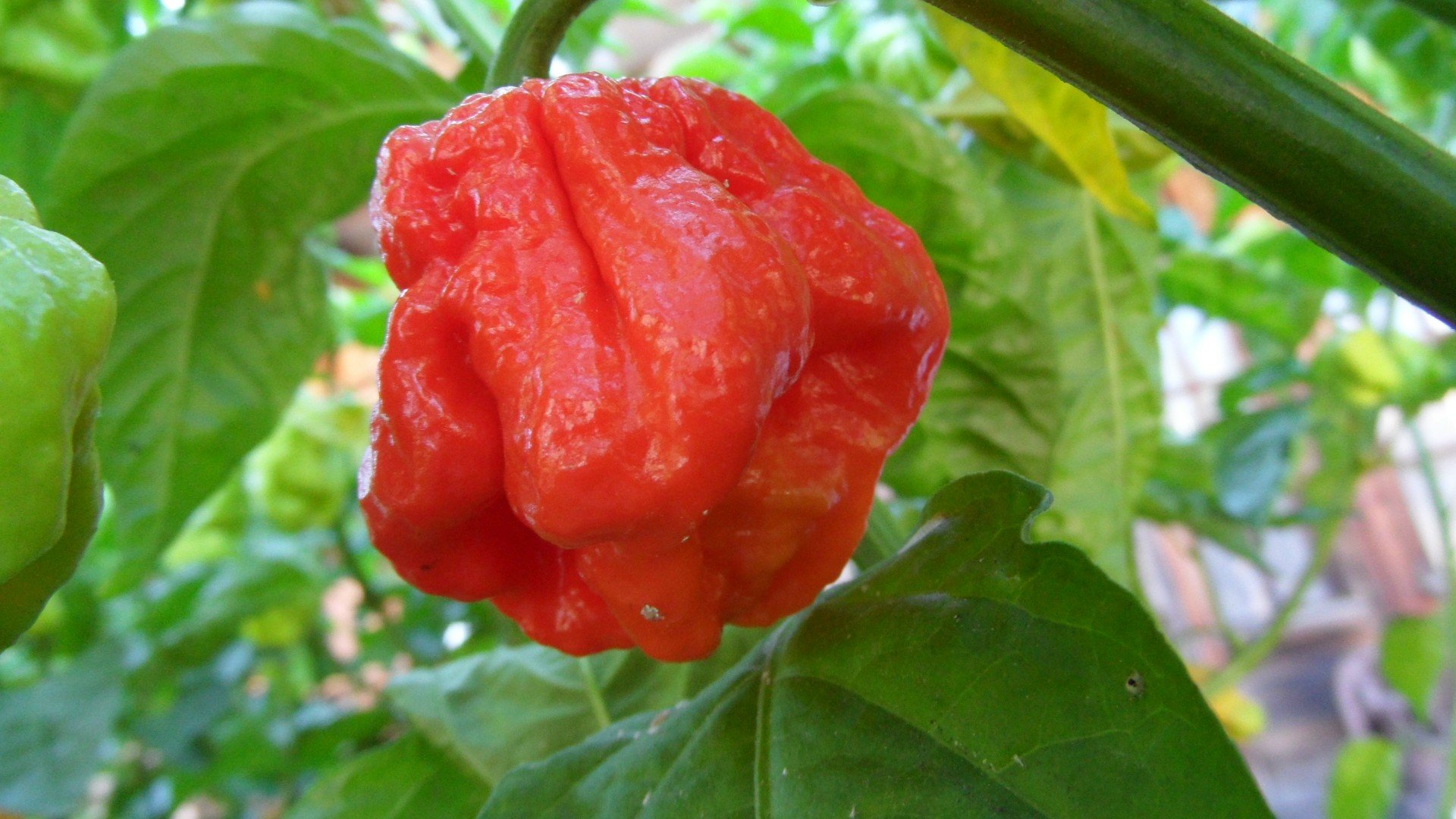 Trinidad 7 Pot Jonah Hot Pepper Seeds - 10+ Rare Super Hot Chili Seeds for Planting, Cooking, and Spicy Food Lovers