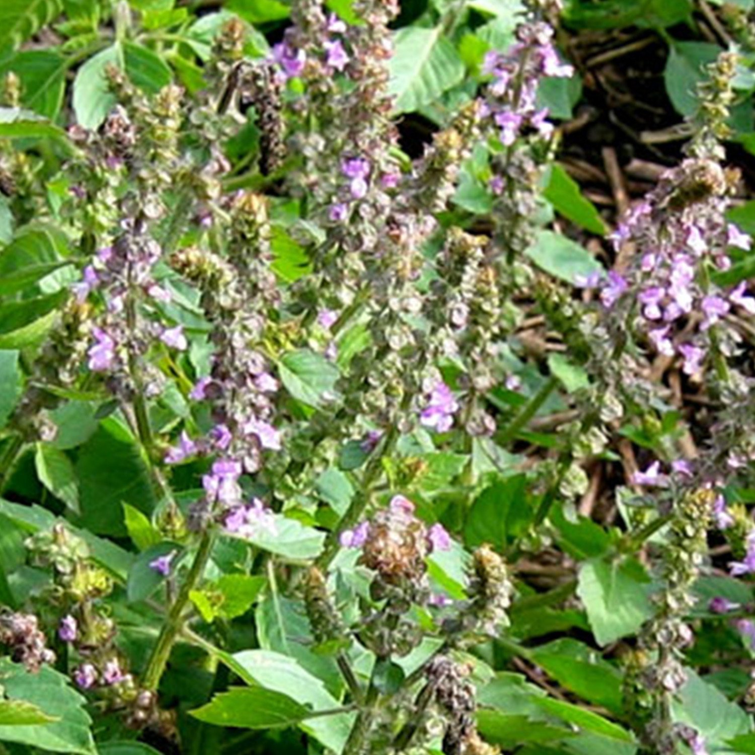 Organic Kapoor Tulsi Holy Basil Seeds (Ocimum Sanctum) - 30 Count Packet for Home Gardening, Ayurvedic Herbs & Tea - Grow Your Own Medicinal Plants Indoor/Outdoor