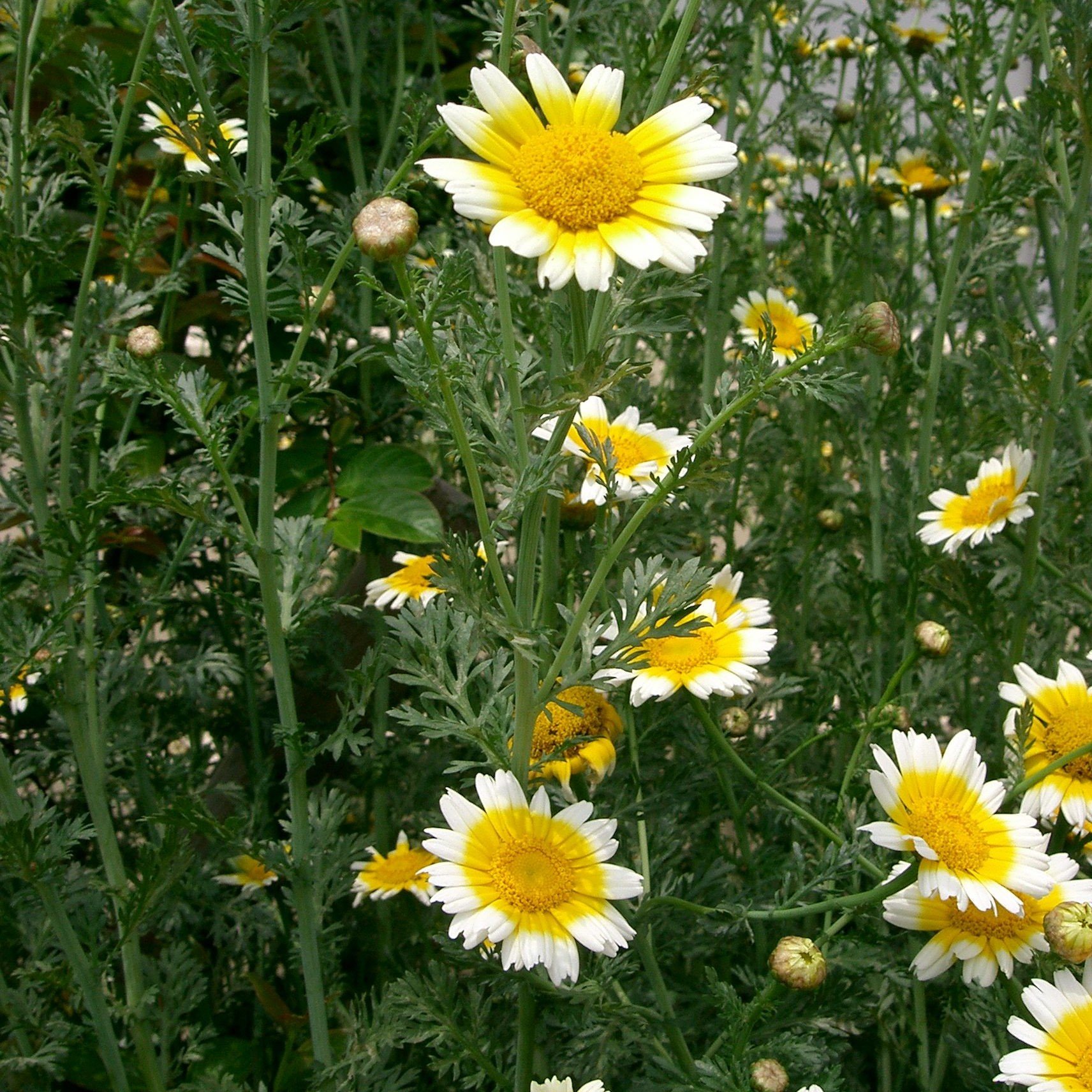Edible Chrysanthemum Seeds (Glebionis coronaria) - 75 Organic Shungiku Seeds for Planting - Grow Your Own Japanese Greens for Salads, Stir-fries & Garnishes