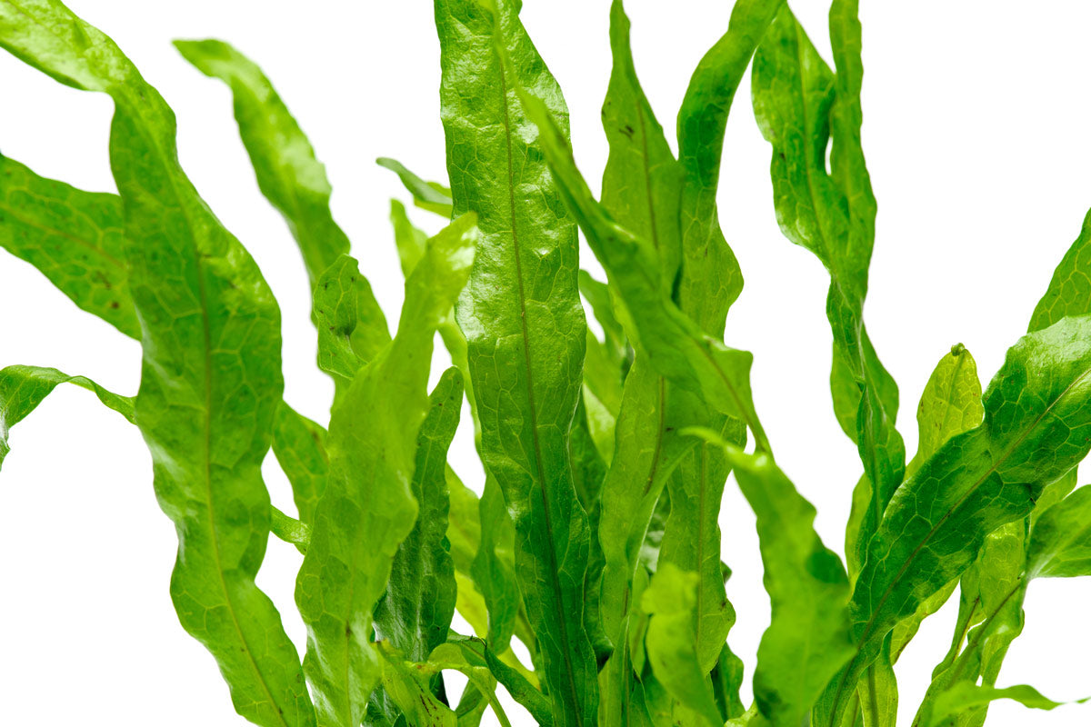 Microsorum Pteropus Flaming - Java Fern Aquatic Plant for Freshwater Aquariums | Perfect for Fish Tanks, Aquascaping & Low-Light Environments