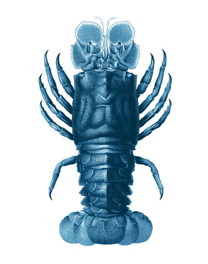 Jack The Crustacean