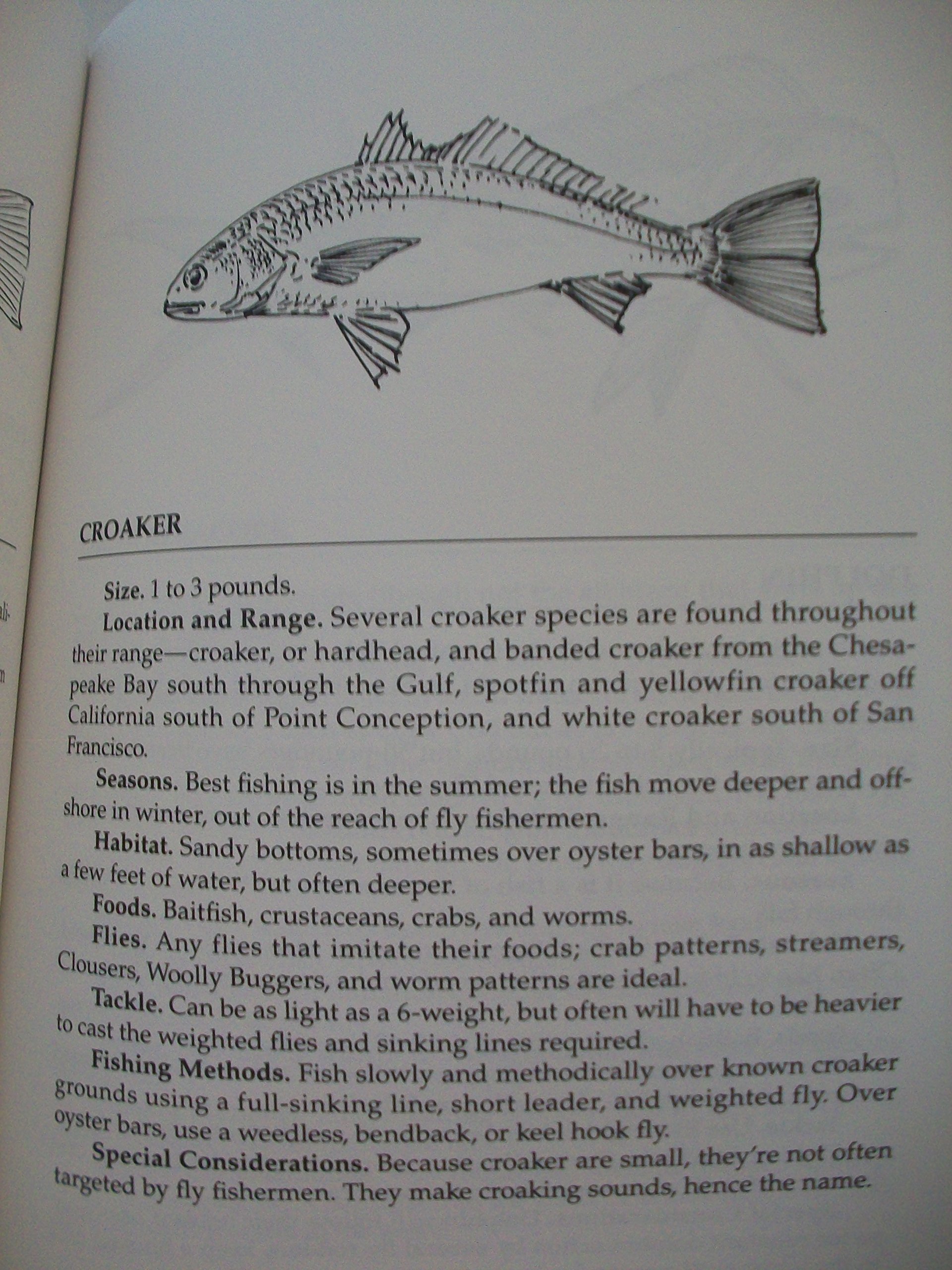 Fly Fishing Saltwater Basics: Essential Guide for Beginners – Perfect for Coastal Fishing & Saltwater Fly Anglers