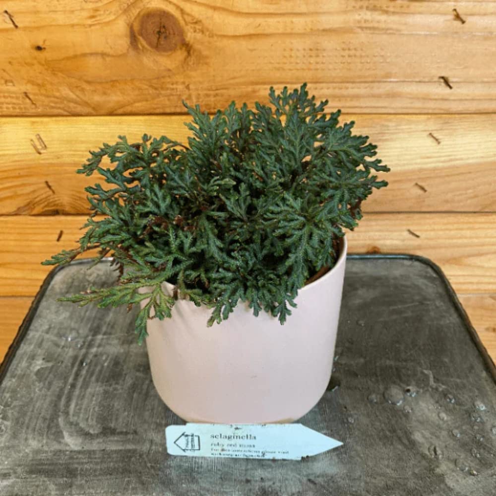 Selaginella Ruby Red Plant - 4 Inch Live Houseplant for Home Decor, Terrariums & Office Spaces | Low Maintenance Indoor Plant for Beginners