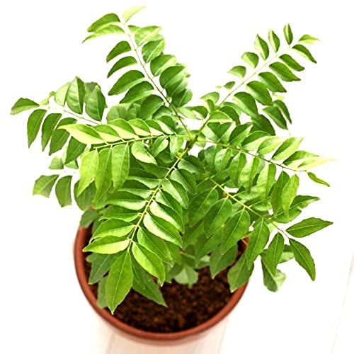 Fresh Curry Leaf Plant with Pot (Murraya Koenigii) - Perfect for Home Gardening, Indian Cooking, and Herbal Remedies