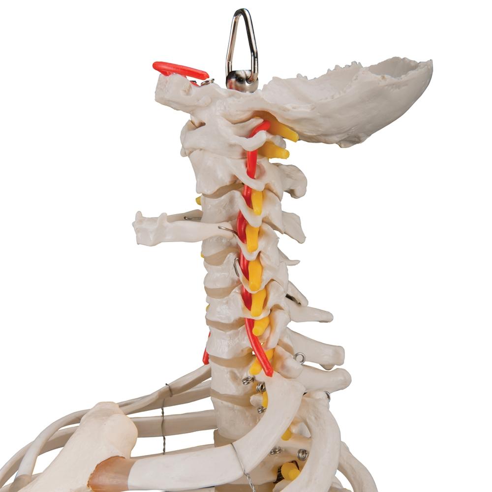 Flexible Spine Model with Ribs and Femur Heads - Anatomical Teaching Tool for Medical Students & Chiropractors - Perfect for Classroom, Clinic & Study