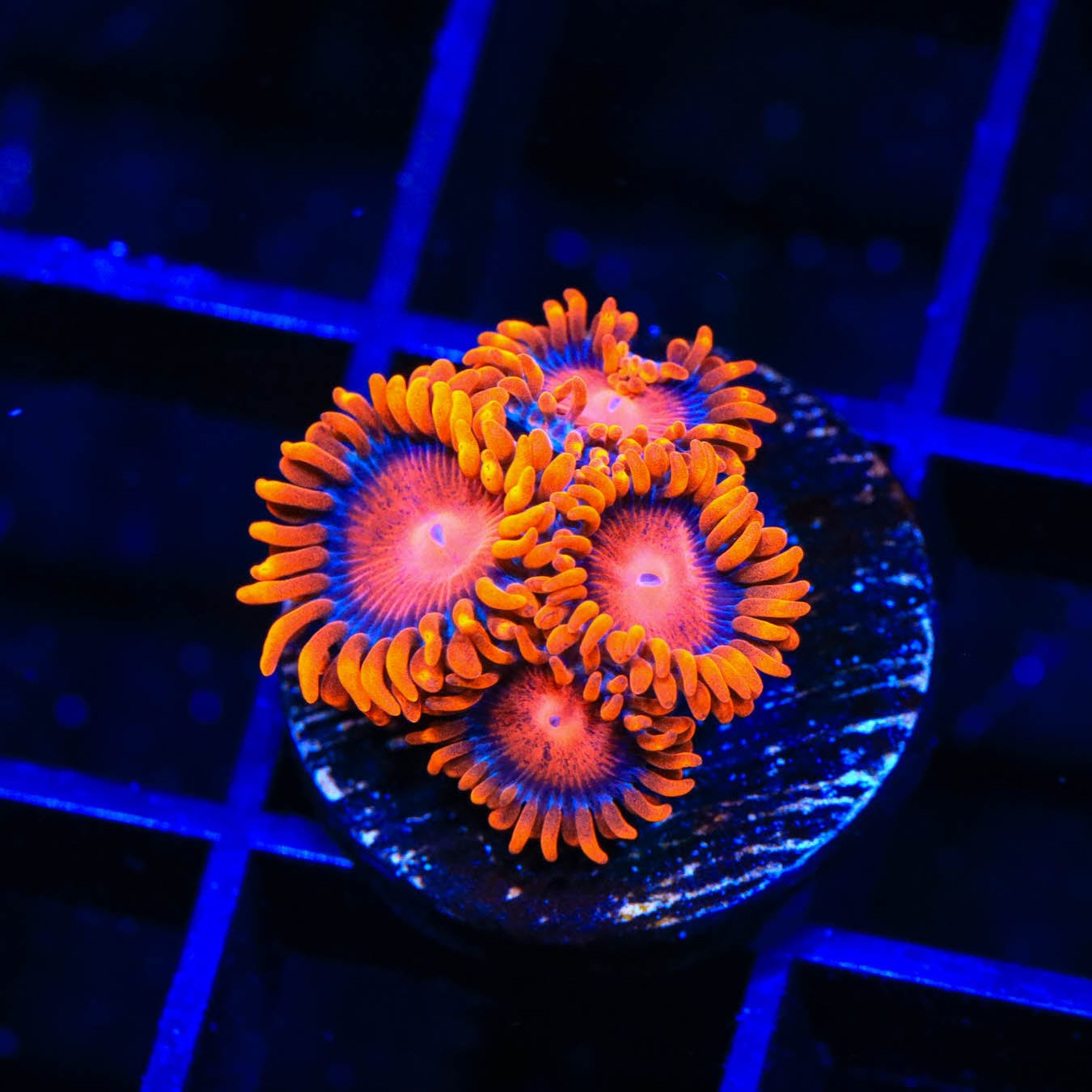 Bam Bam Zoanthids Coral for Saltwater Aquariums - Vibrant Coral for Reef Tanks & Marine Aquascaping