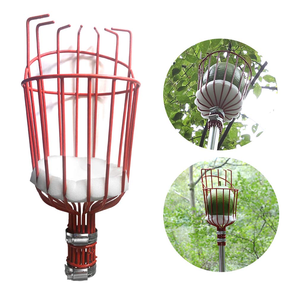 DIIG 10 Foot Fruit Picker Tool with Stainless Steel Pole - Harvesting Equipment for Apples, Oranges, Mangoes, Avocados & More - Perfect for Home Garden, Orchard and Backyard Fruit Picking