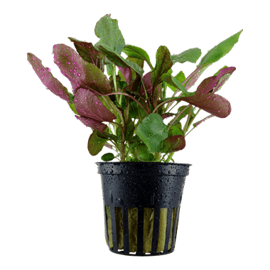 Dennerle Lobelia Cardinalis Live Aquatic Plant in Pot - Perfect for Aquariums, Fish Tanks & Water Gardens
