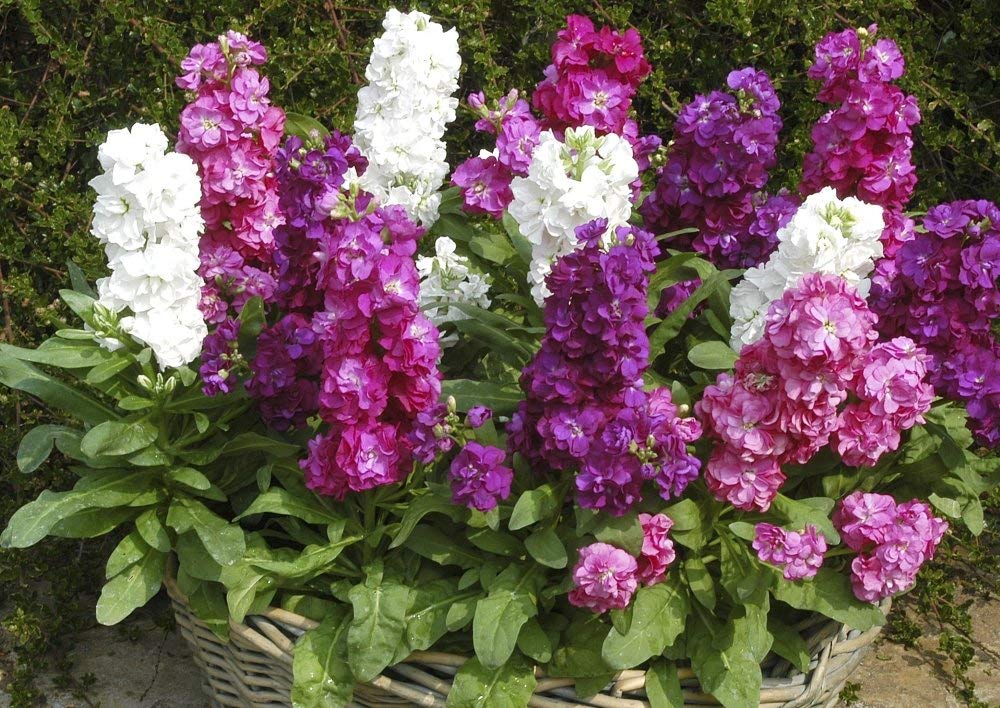 Brompton Common Hoary Stock Dwarf Mix Seeds (Matthiola Incana) - Non-GMO Annual Flower Seeds for Gardens, Borders & Containers