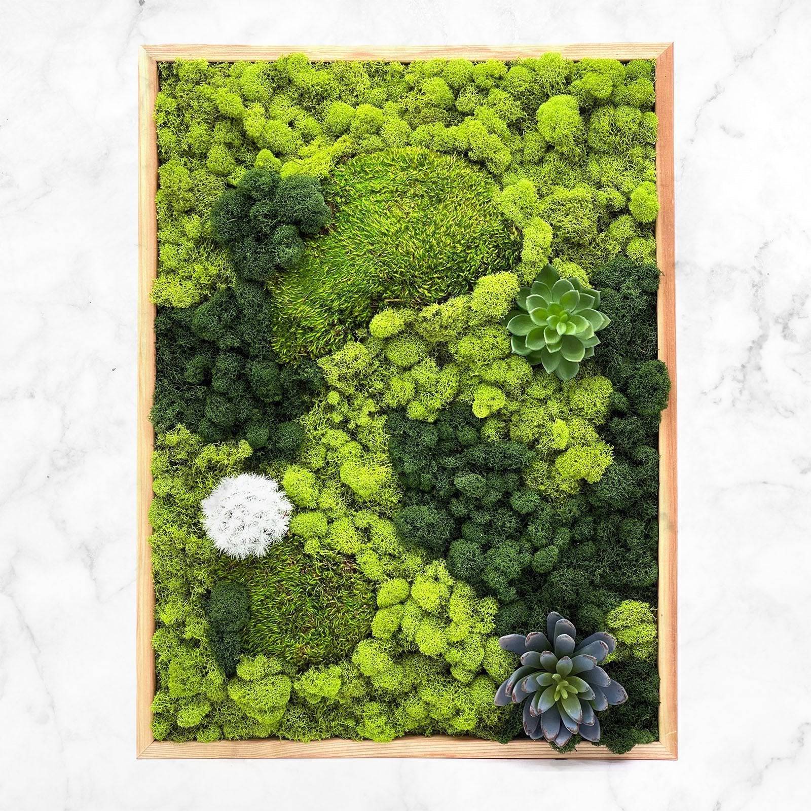 Preserved Mood & Pillow Moss Wall Art - Natural Home Decor for Living Room, Bedroom & Office - Eco-Friendly Botanical Art for Modern Spaces