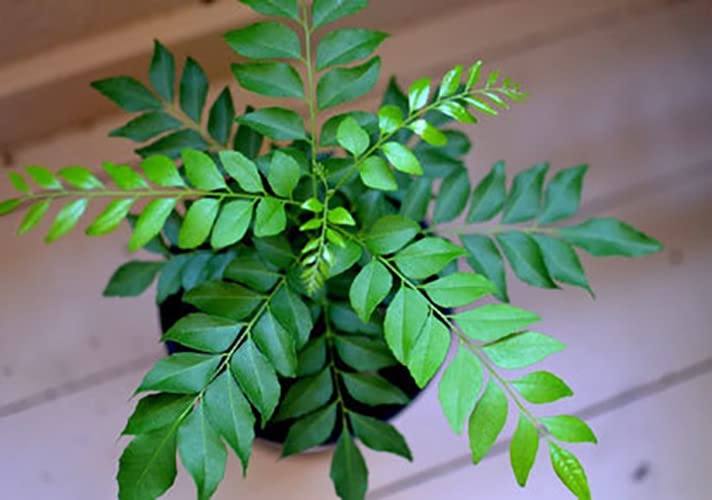 Organic Curry Leaf Live Plant (Murraya Koenigii) - Fresh Herbs for Kitchen Garden, Indian Cooking & Ayurvedic Remedies - Perfect for Home Gardening & Culinary Use