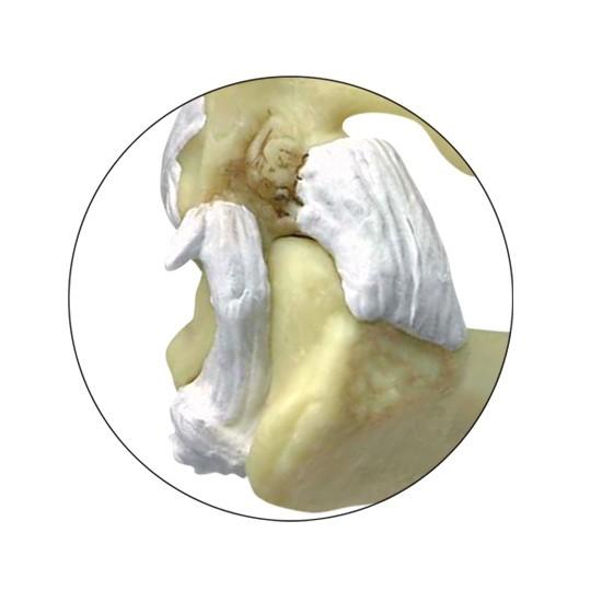 Feline Elbow and Shoulder Anatomy Model - Veterinary Teaching Tool for Cat Skeletal Study | Perfect for Veterinary Students, Animal Anatomy Education & Pet Health Professionals