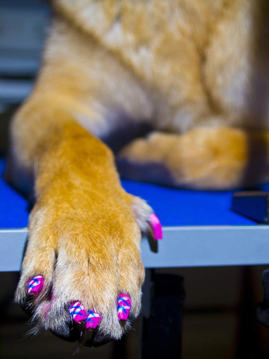 Warren London Pawdicure Dog Nail Polish Pens - Quick Drying, Non-Toxic & Low Odor Pet Nail Polish - Made in USA - 13 Vibrant Colors Including Neon Pink, Purple & Green - Perfect for Dog Birthday Parties, Costume Events & Grooming Sessions