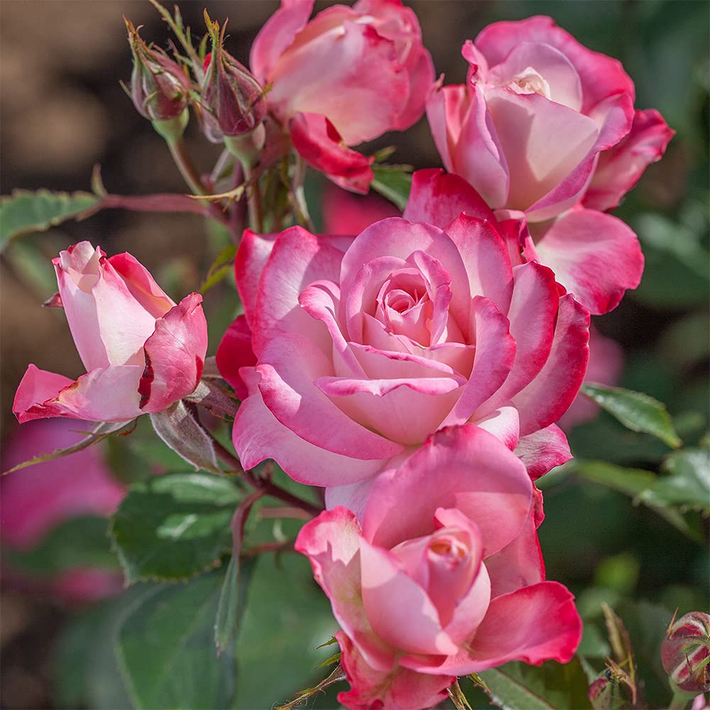 Candy Cane Cocktail Floribunda Rose Bush - Live Heirloom Rose Plant for Outdoor Garden Planting | Perfect for Landscaping, Flower Beds & Romantic Garden Decor
