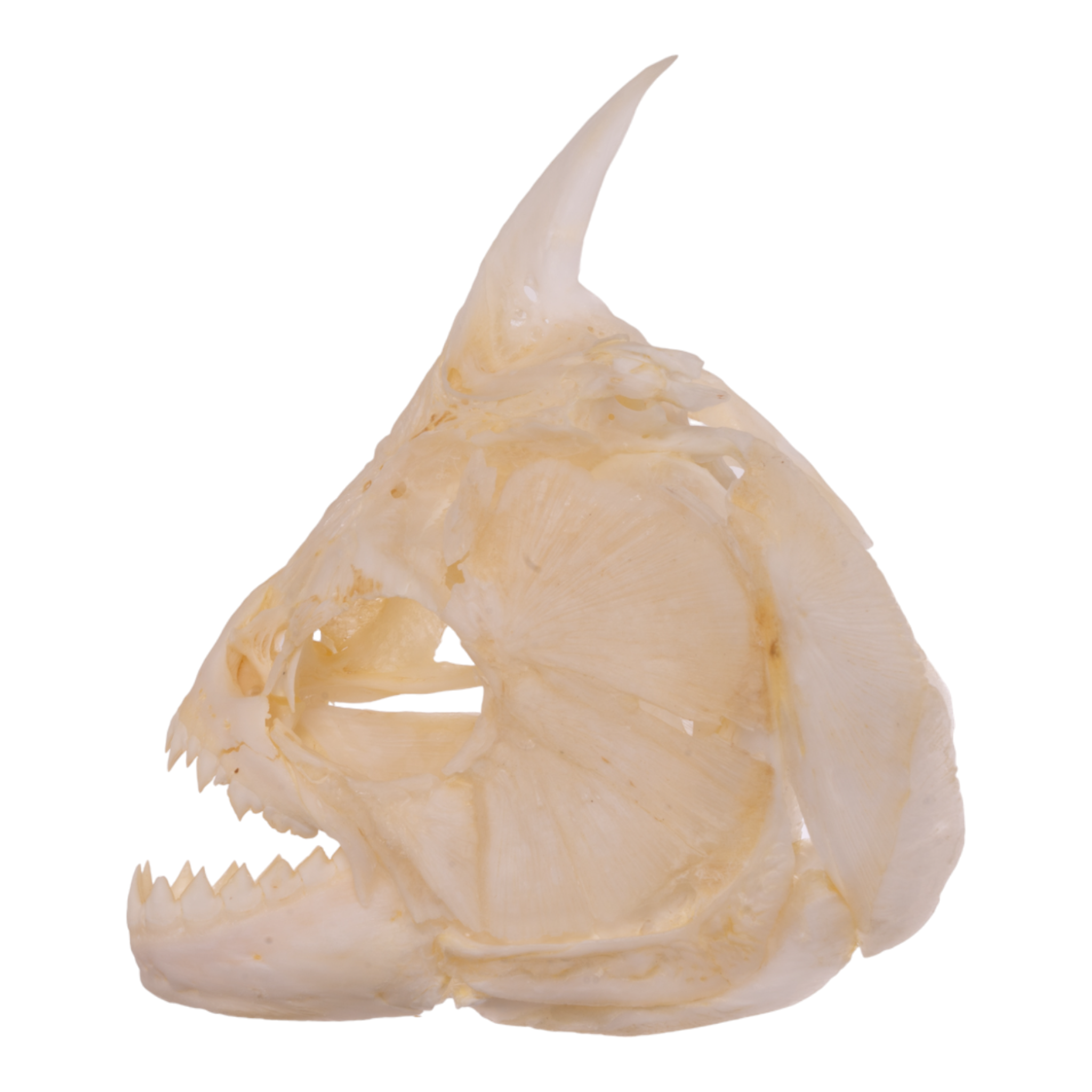 Authentic Redeye Piranha Skull Specimen - Taxidermy Collectible for Home Decor, Science Education & Gothic Display