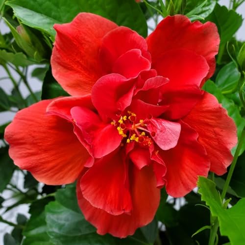 Double Red