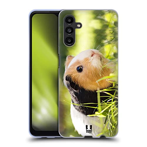 Guinea Pig Pet