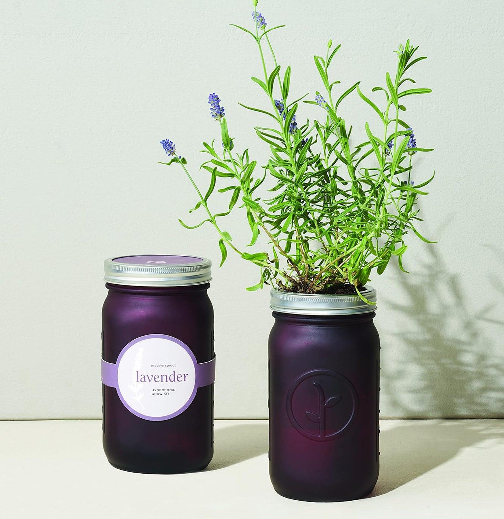 Lavender Garden Jar - Aromatherapy Glass Jar with Dried Lavender Flowers for Relaxation, Home Decor, Wedding Favors & DIY Gifts | Perfect for Bathroom, Bedroom & Spa Decor