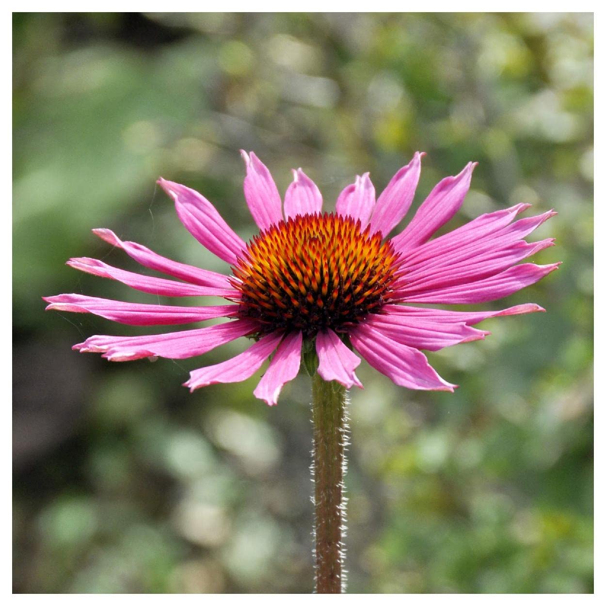 Everwilde Farms - 50 Tennessee Coneflower Native Wildflower Seeds - Gold Vault Jumbo Seed Packet for Pollinator Gardens & Landscaping