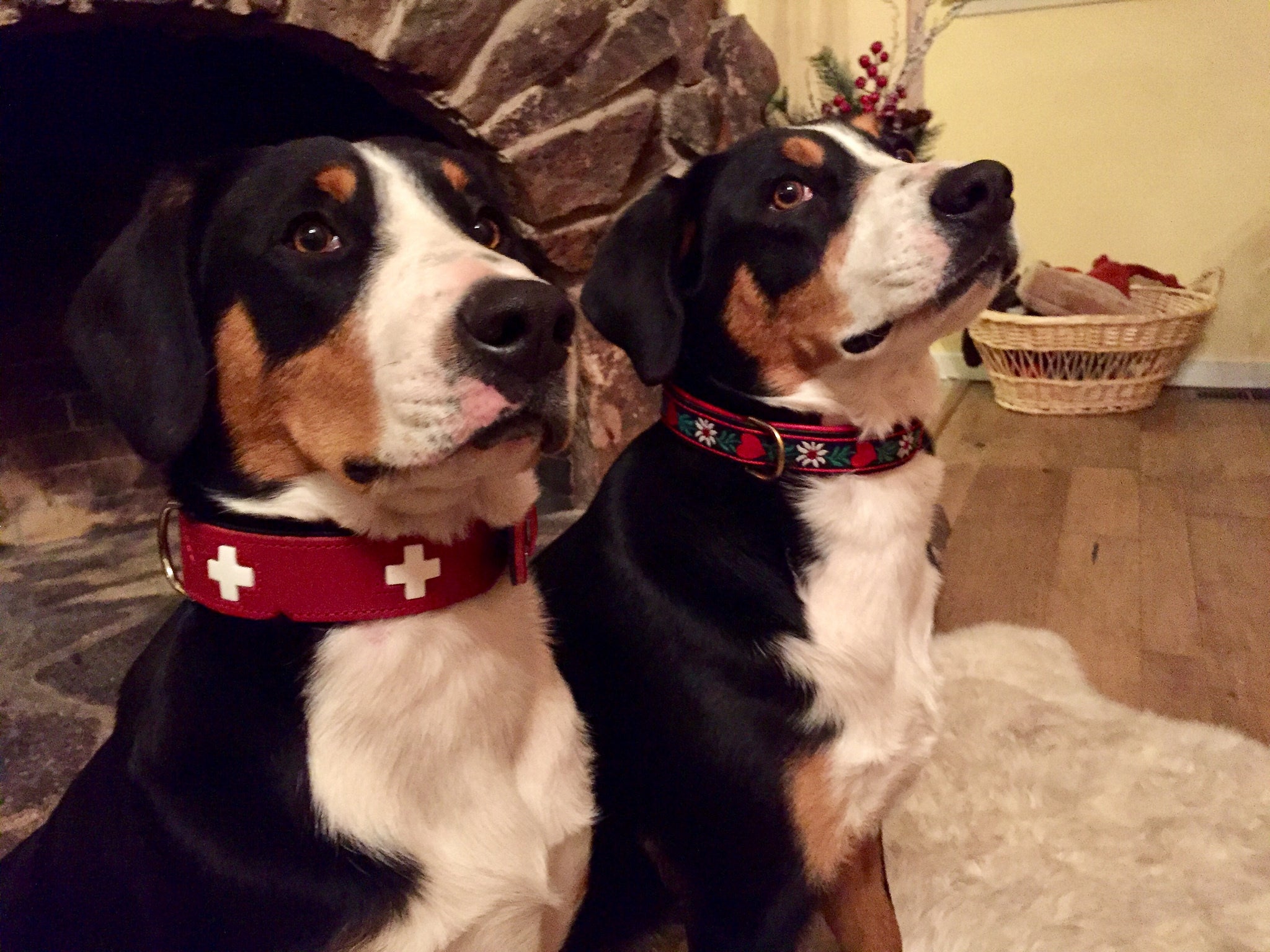 Swiss Cross Dog Collar with Reflective Stitching - Durable Nylon Pet Collar for Small Medium Large Dogs - Perfect for Walking, Training & Outdoor Adventures