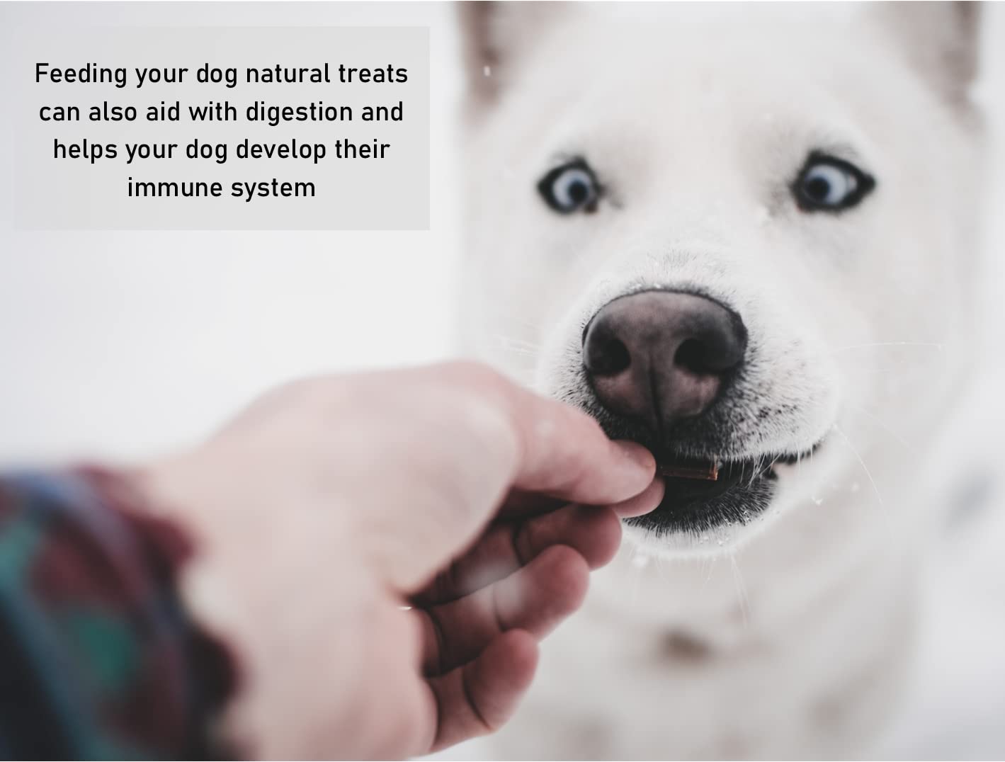 Premium 500g Natural Dried Tripe Dog Treats - Healthy Chews for Small & Medium Dogs - Perfect for Training Rewards & Dental Health