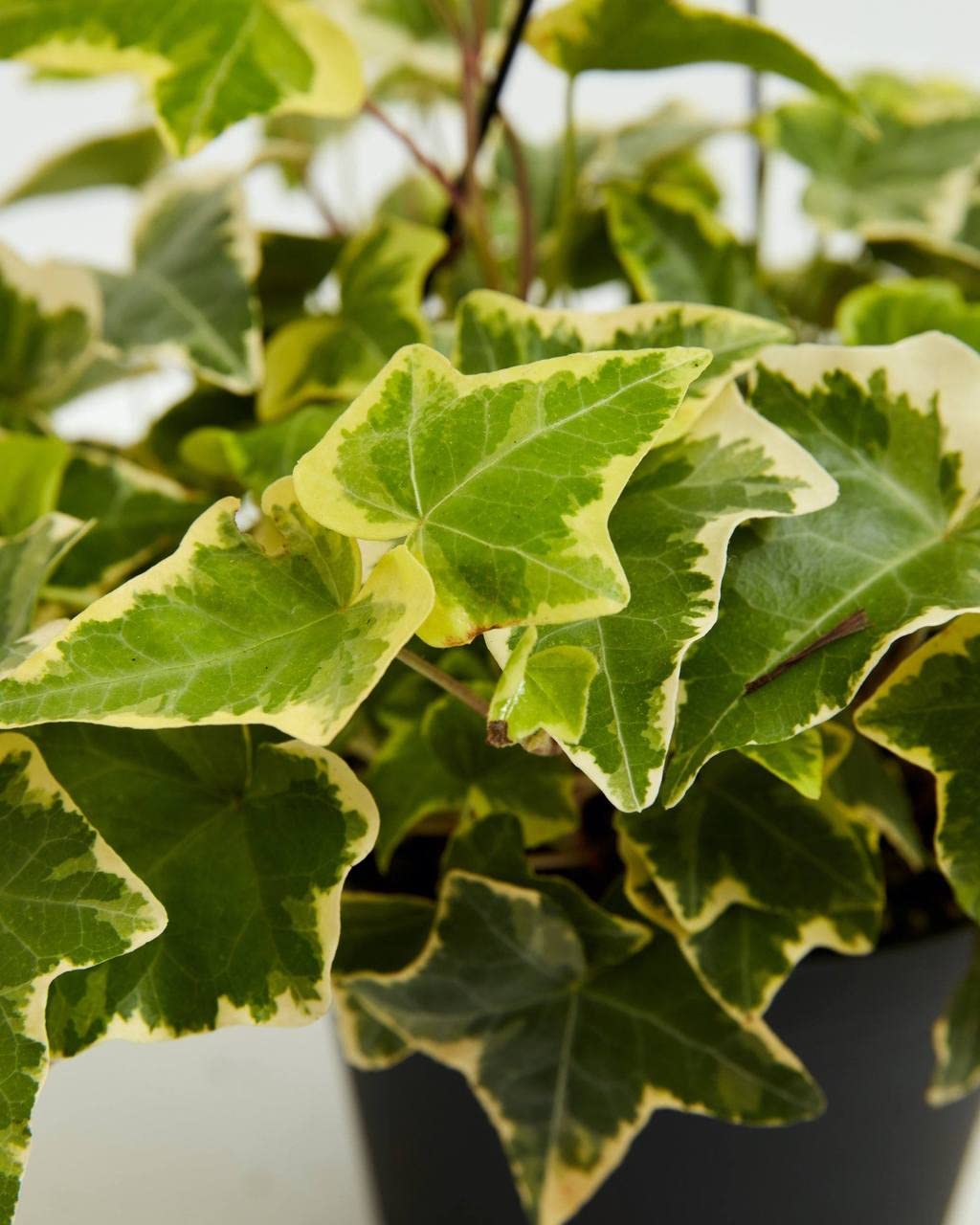 Golden English Ivy - 5 Live Plants in 6 Inch Pots - Hedera Helix - Easy Care Indoor Air Purifying Houseplant Vine for Home, Office & Garden Decor