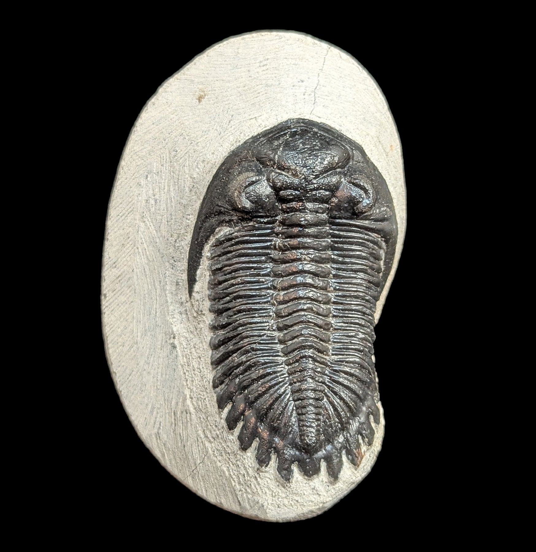 Hollardops Trilobite Fossil in Matrix - Authentic Prehistoric Specimen for Collectors, Paleontology Enthusiasts & Home Decor - Perfect for Display, Education & Gifts