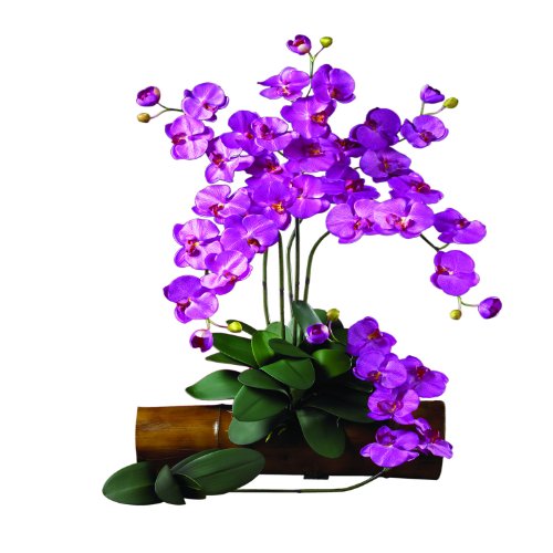 Orchid