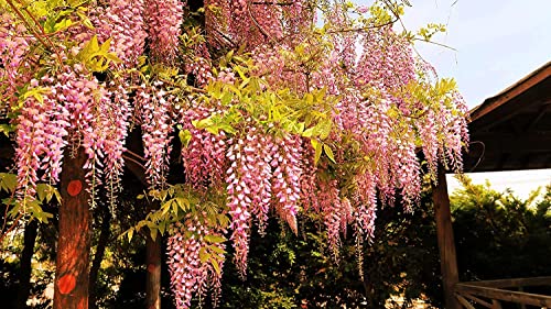 Japanese Wisteria