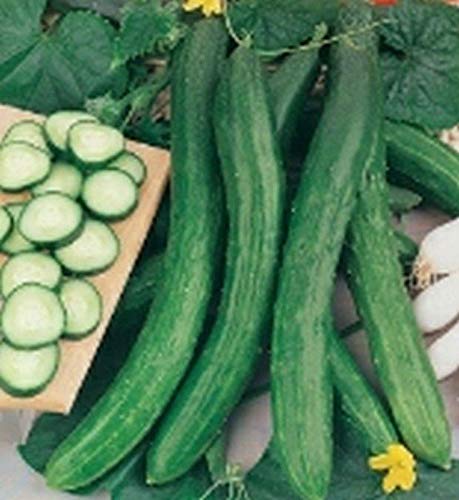 Chinese Snake Cucumber Seeds - 100 Count, Long 12-20 Inch Cucumbers with High Yield | Perfect for Fresh Salads, Pickling, and Asian Cuisine