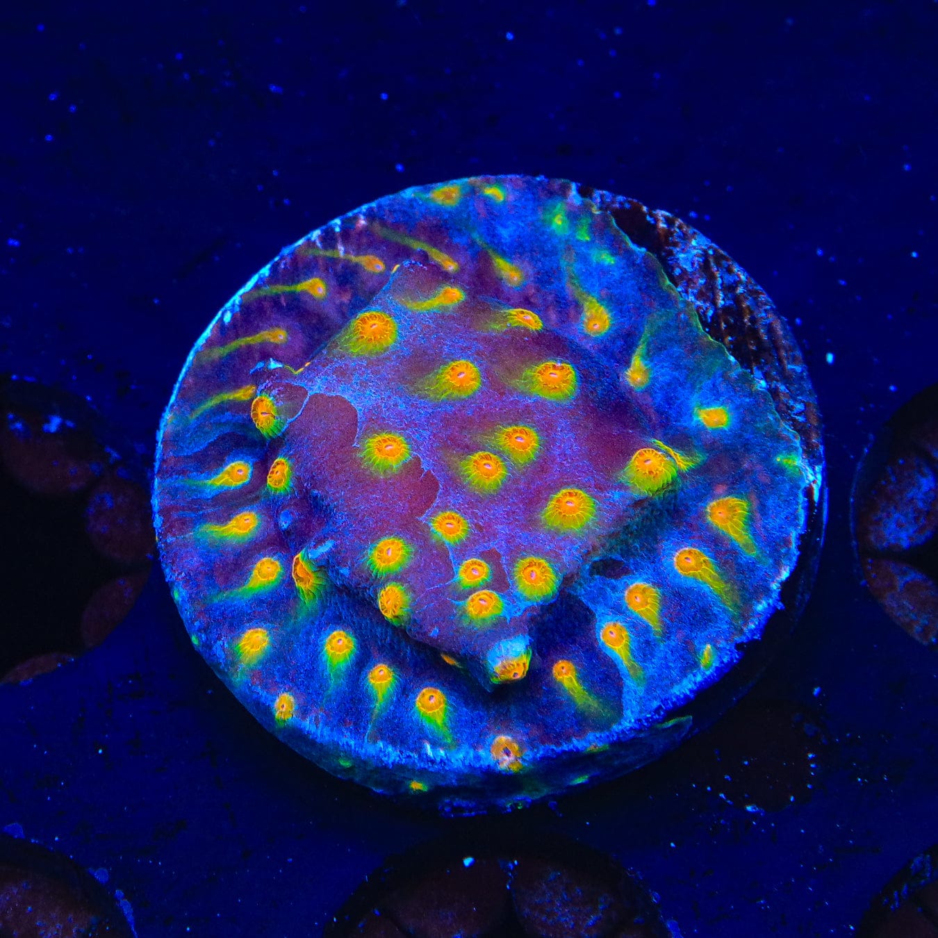 CB Monet Madness Cyphastrea Coral - Rare & Vibrant Saltwater Coral for Reef Tanks | Perfect for Aquascaping & Marine Aquariums